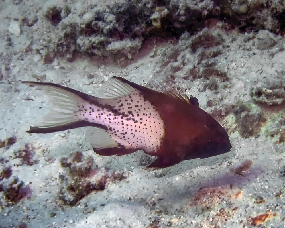 Le labre lyre (Bodianus anthioides)