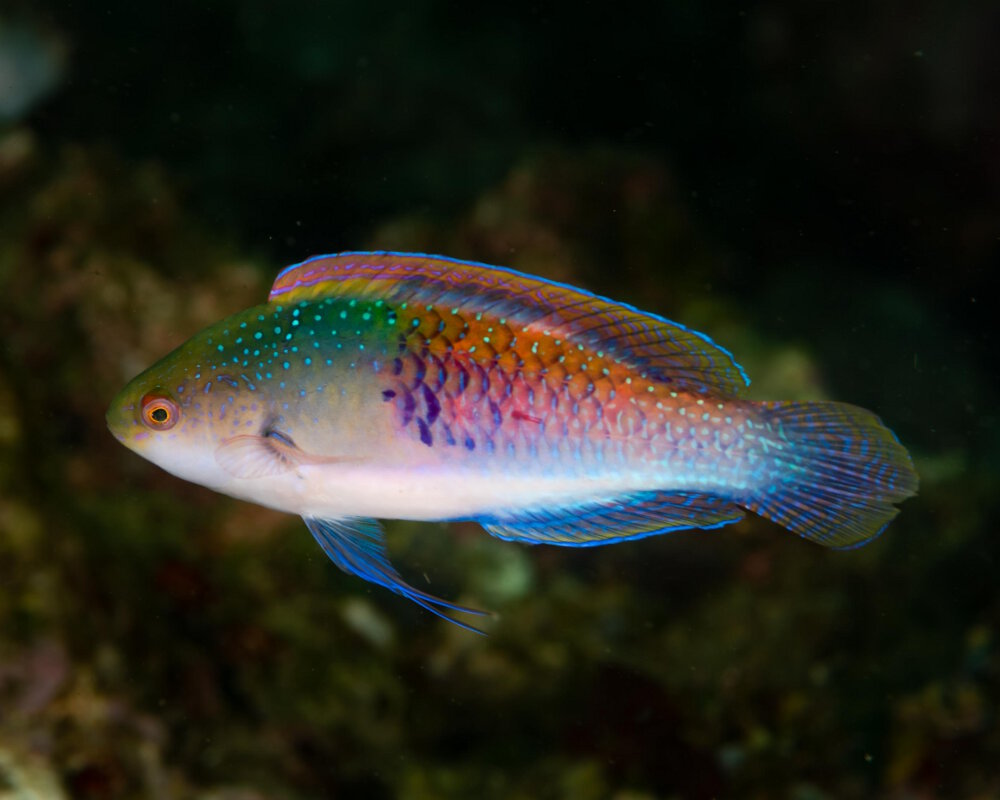 The bluescaled wrasse (Cirrhilabrus cyanopleura)