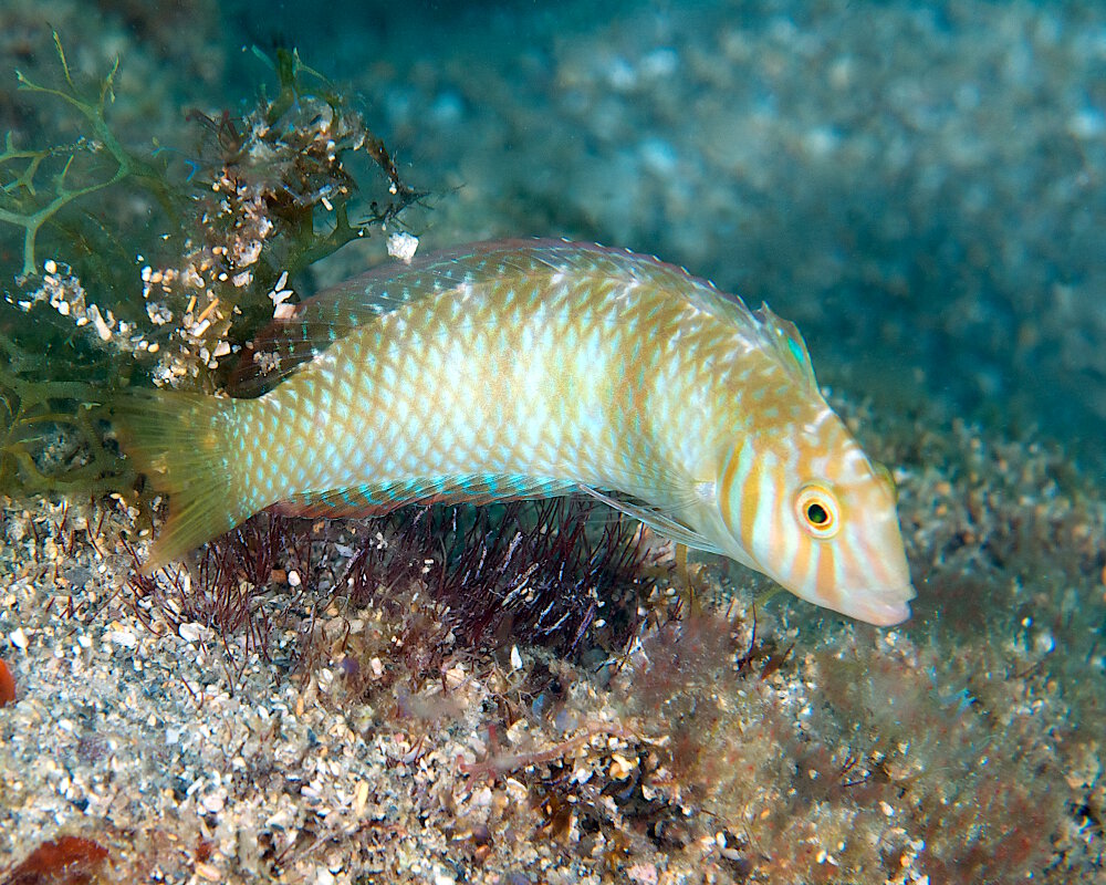 Le labre-rasoir vert (Xyrichtys splendens)