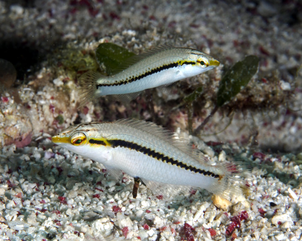 Le labre zigzag (Halichoeres scapularis)