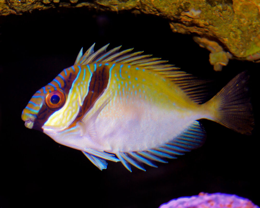 Le poisson lapin à double barre (Siganus virgatus)