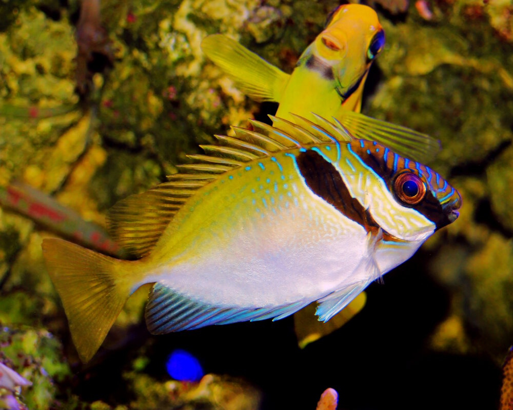 Le poisson lapin à double barre (Siganus virgatus)