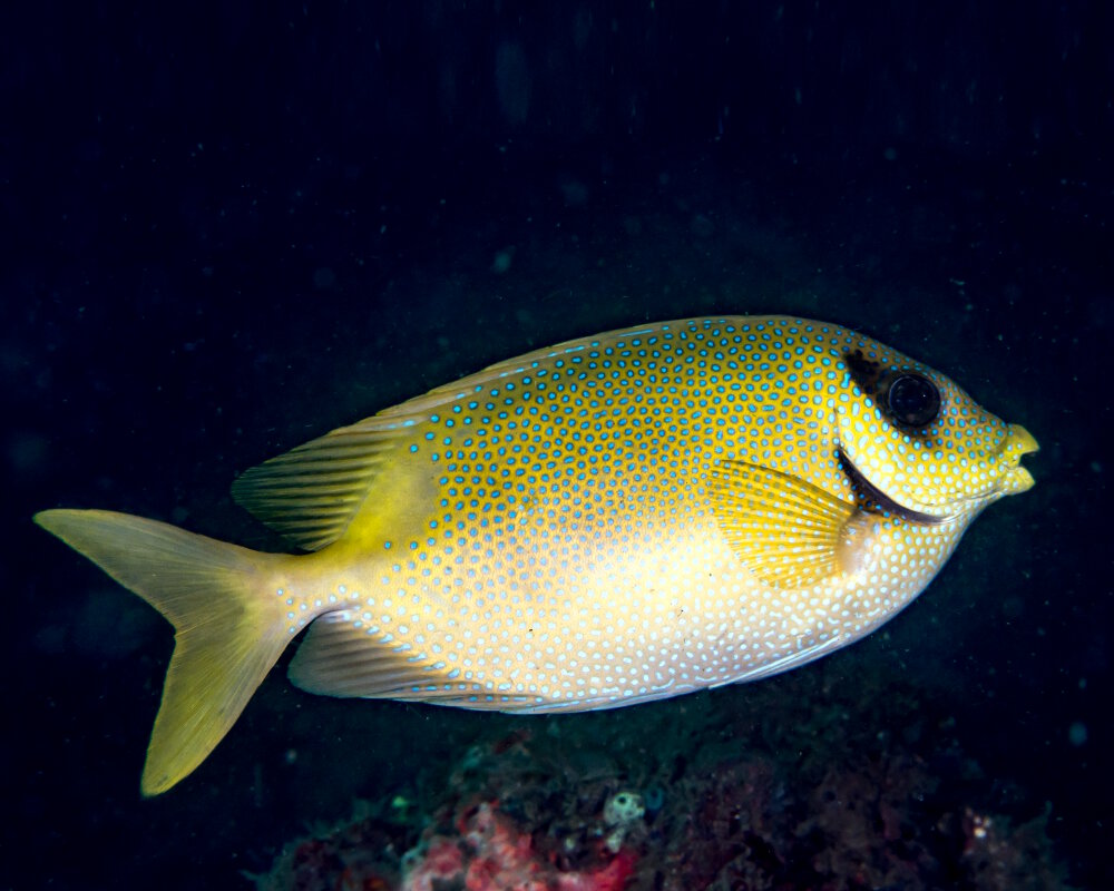 Le poisson lapin à points bleus (Siganus corallinus)