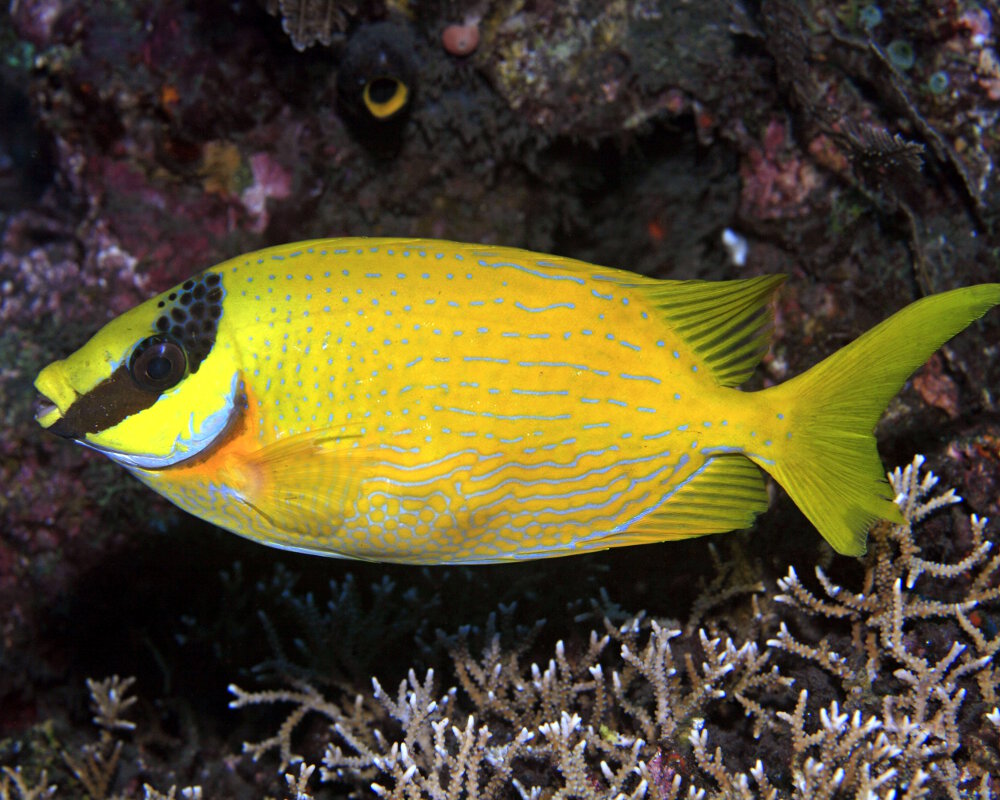 Le poisson lapin masqué (Siganus puellus)