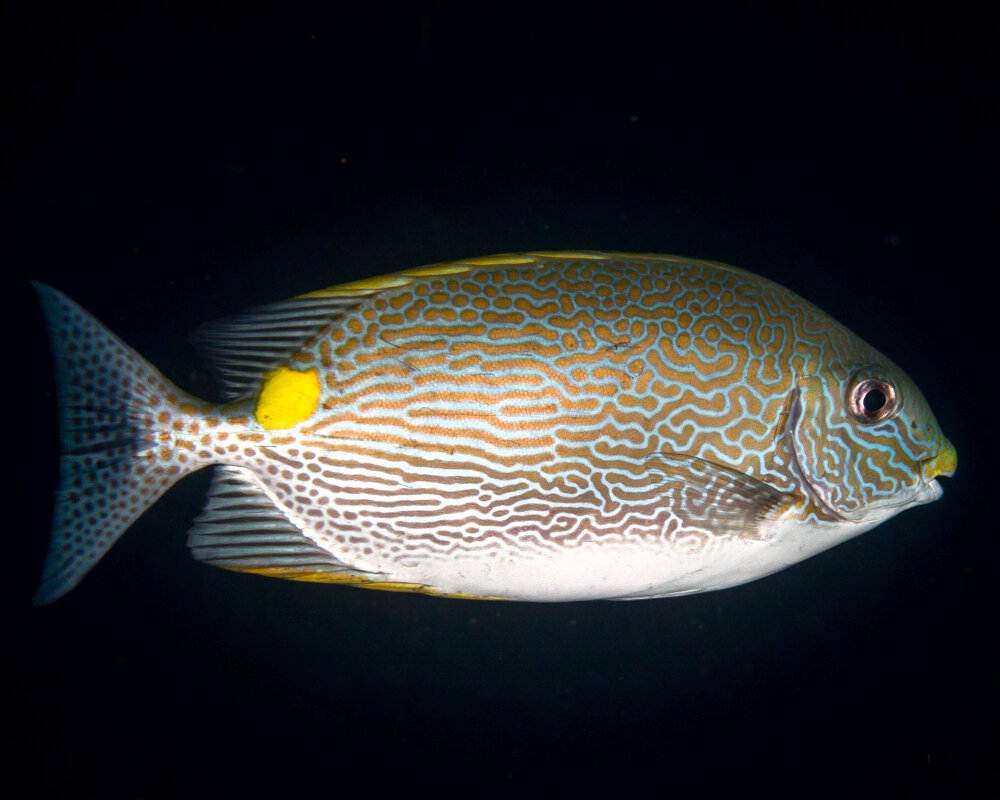 Le poisson lapin rayé (Siganus lineatus)