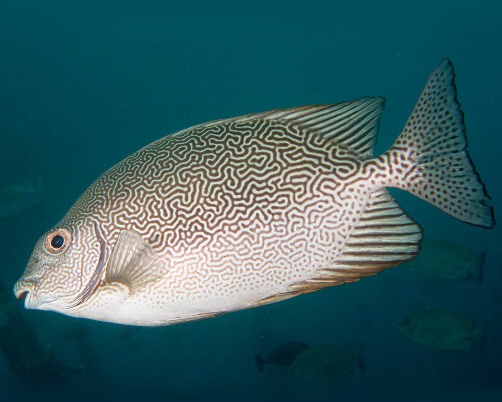 Le poisson lapin réticulé (Siganus vermiculatus)