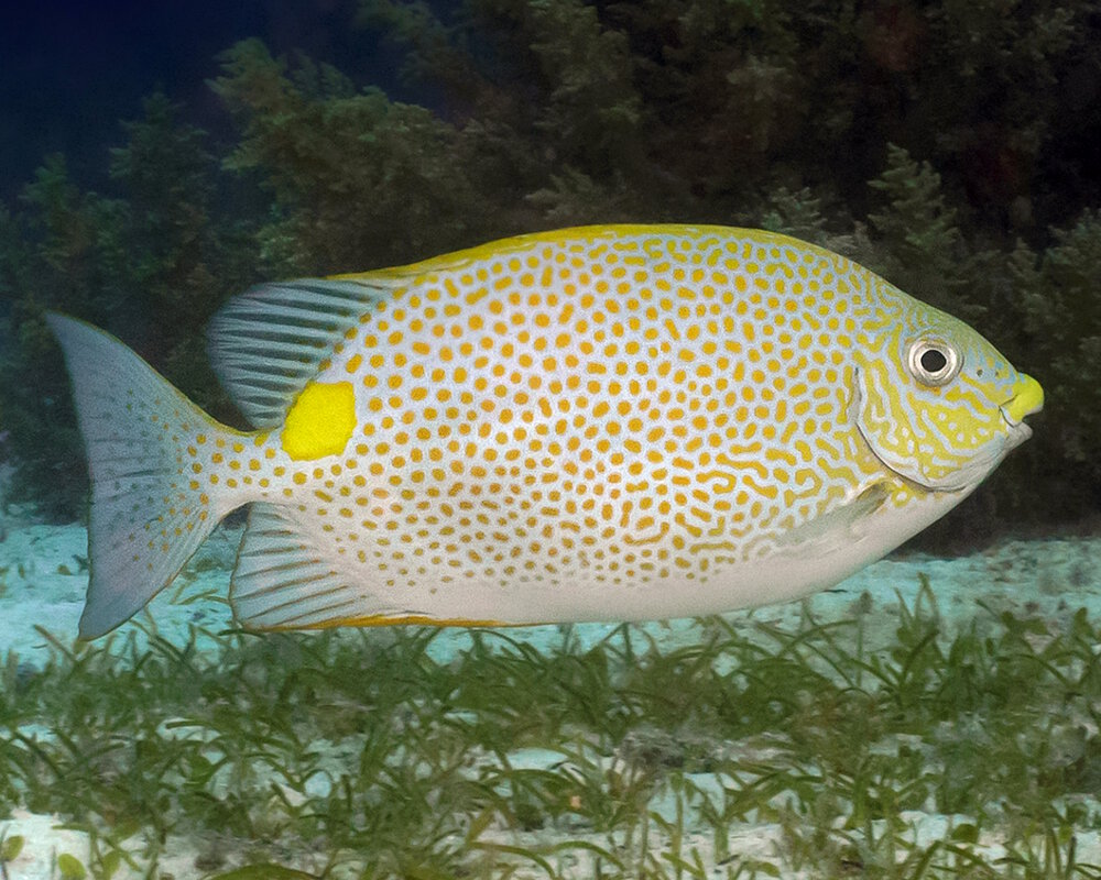 Le poisson lapin tacheté d'or (Siganus guttatus)