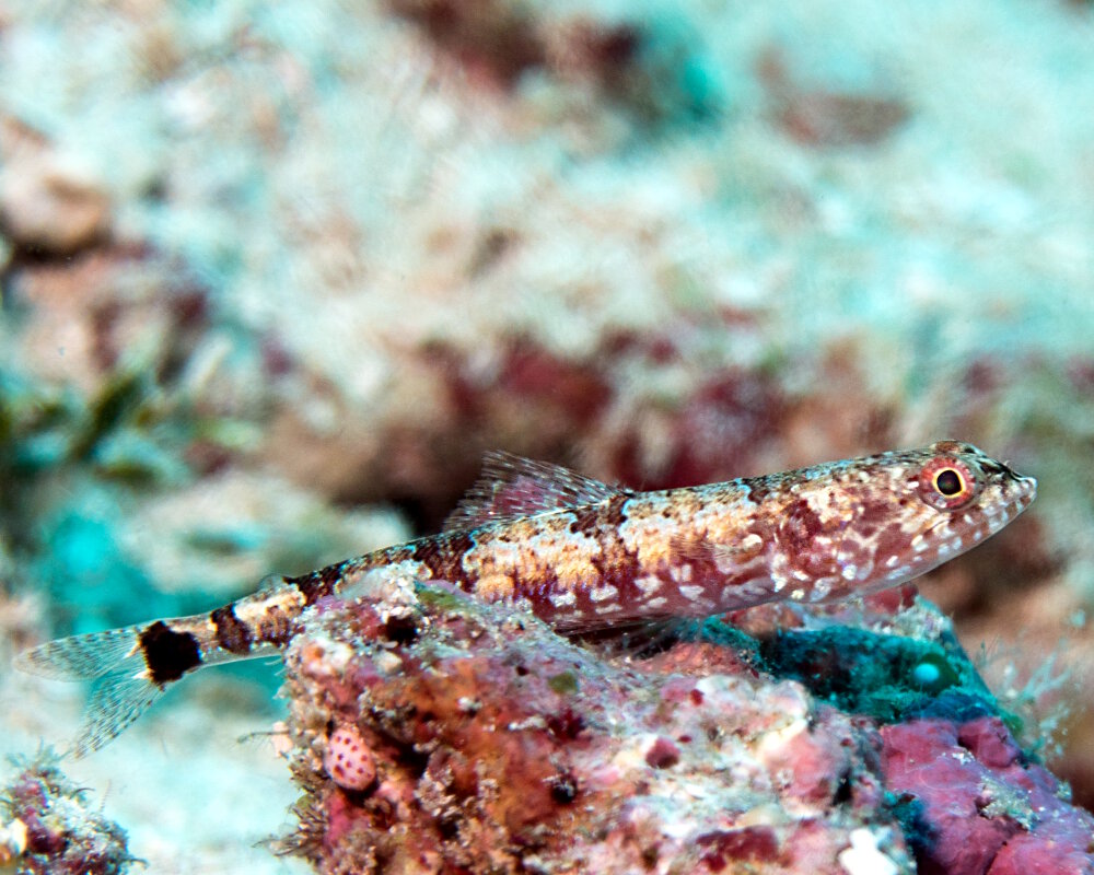 Le poisson lézard à taches noires (Synodus jaculum)