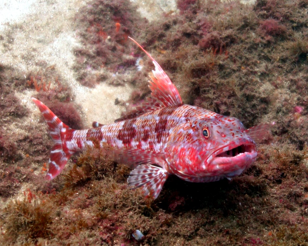 Le poisson lézard sergent Baker (Latropiscis purpurissatus)