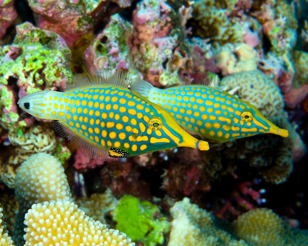 The orange spotted filefish (Oxymonacanthus longirostris)