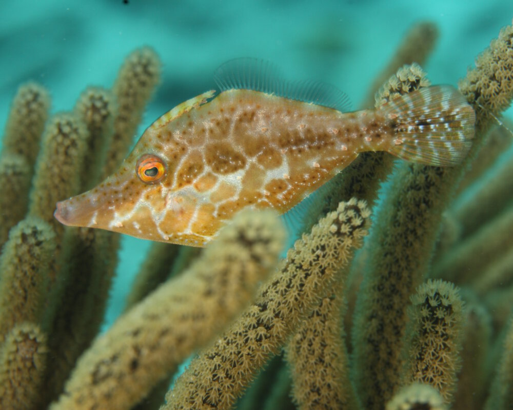 The slender filefish (Monacanthus tuckeri) The slender filefish (Monacanthus tuckeri)
