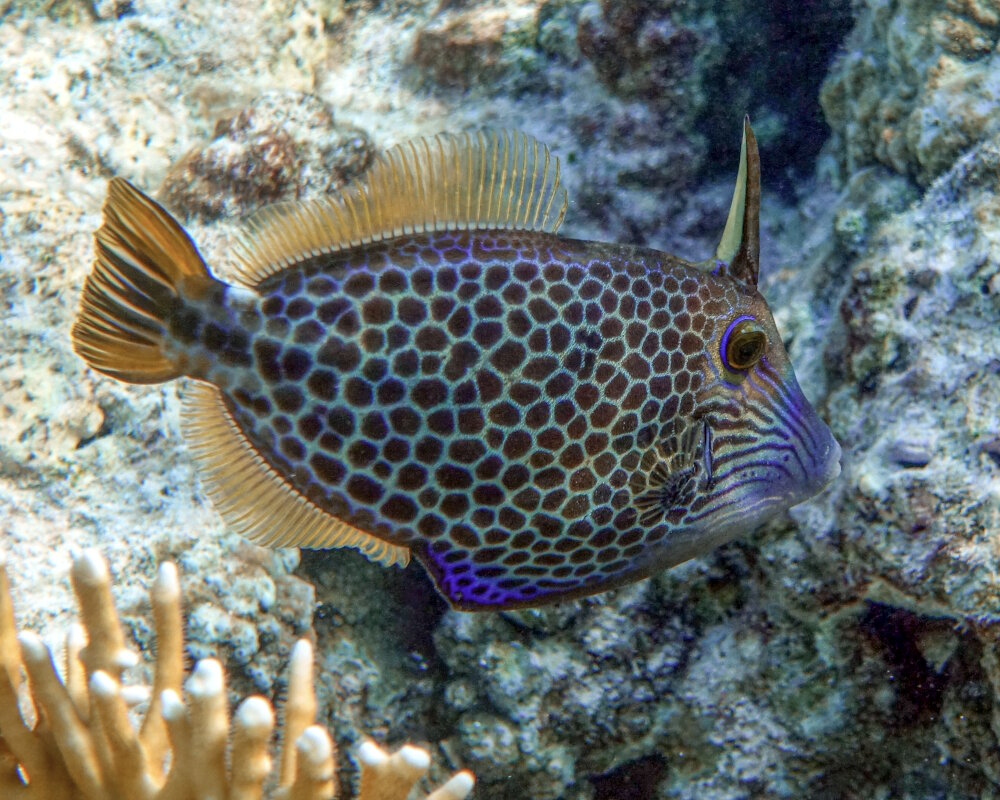 The honeycomb filefish (Cantherhines pardalis)
