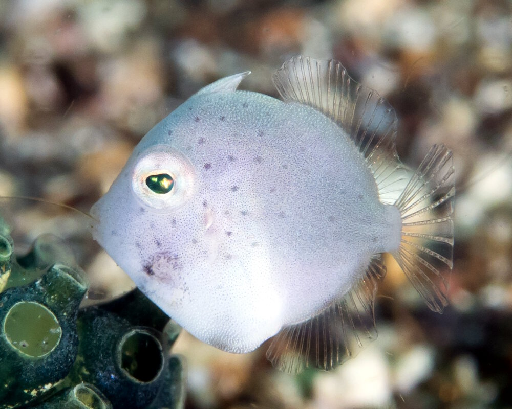 Le poisson lime pygmée de Taylor (Brachaluteres taylori)