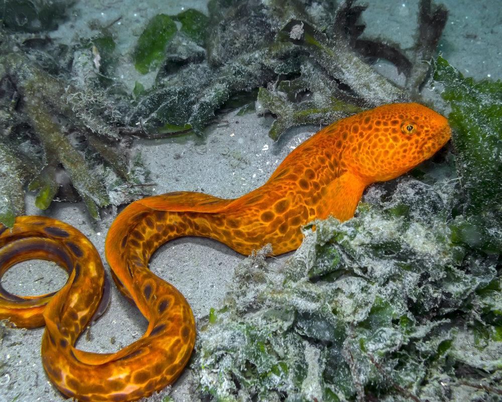 Le poisson loup à ocelles juvénile (Anarrhichthys ocellatus)