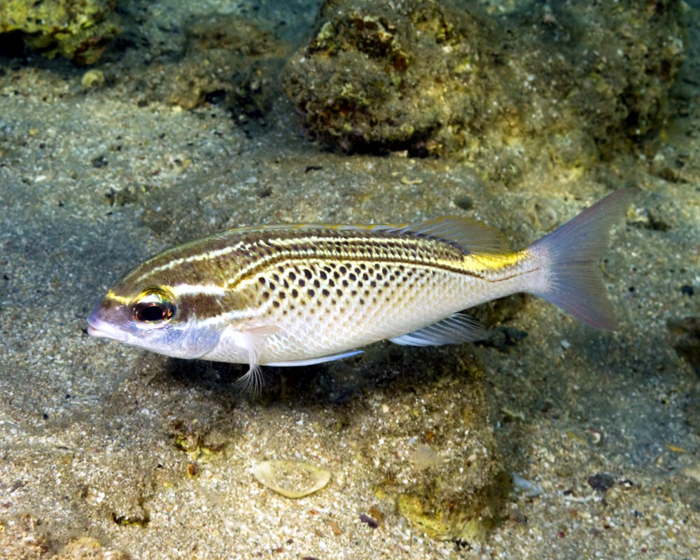 The arabian monocle bream (Scolopsis ghanam) The arabian monocle bream (Scolopsis ghanam)