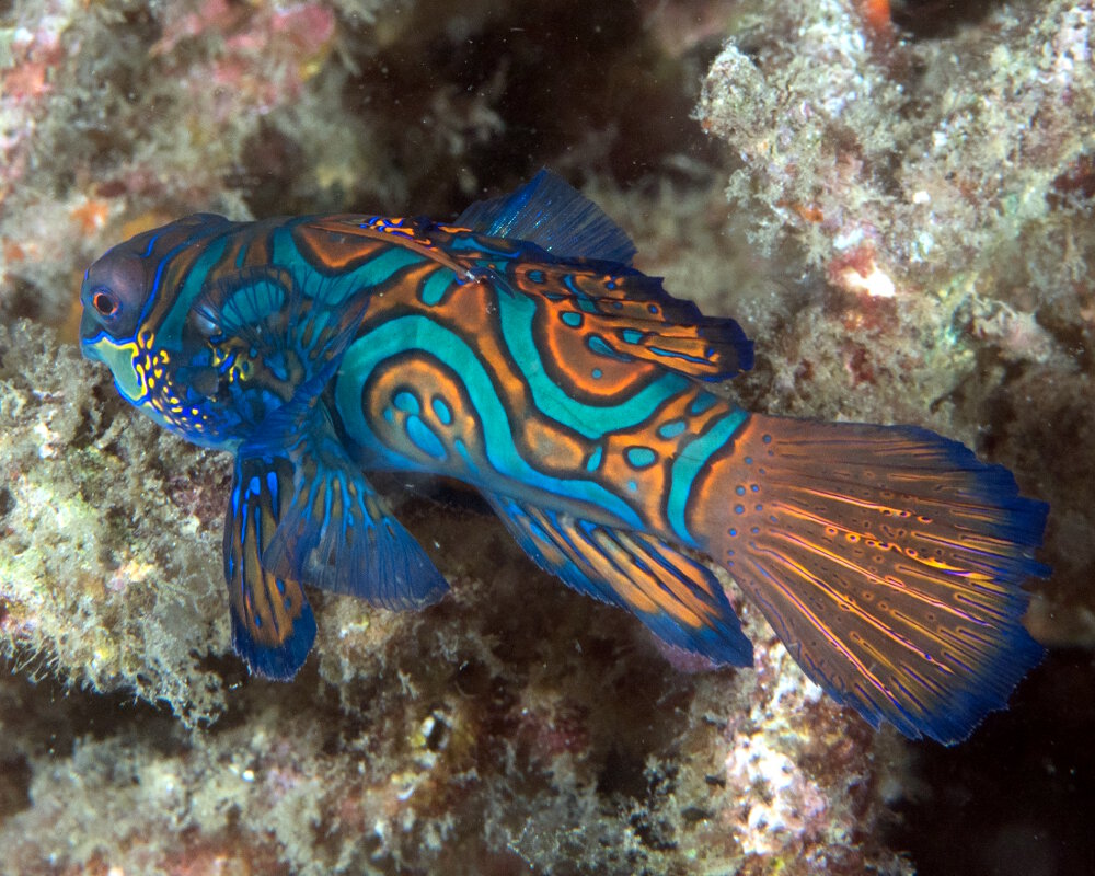 Le poisson mandarin (Synchiropus splendidus)