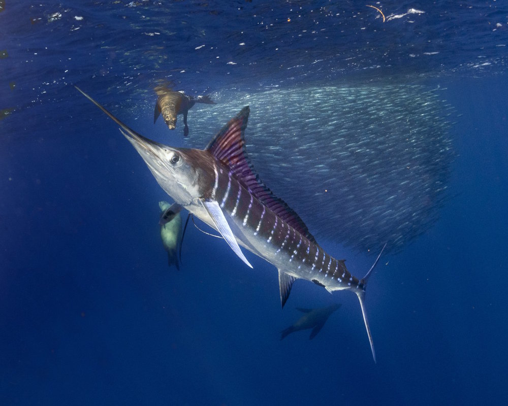 Le marlin rayé (Kajikia audax)
