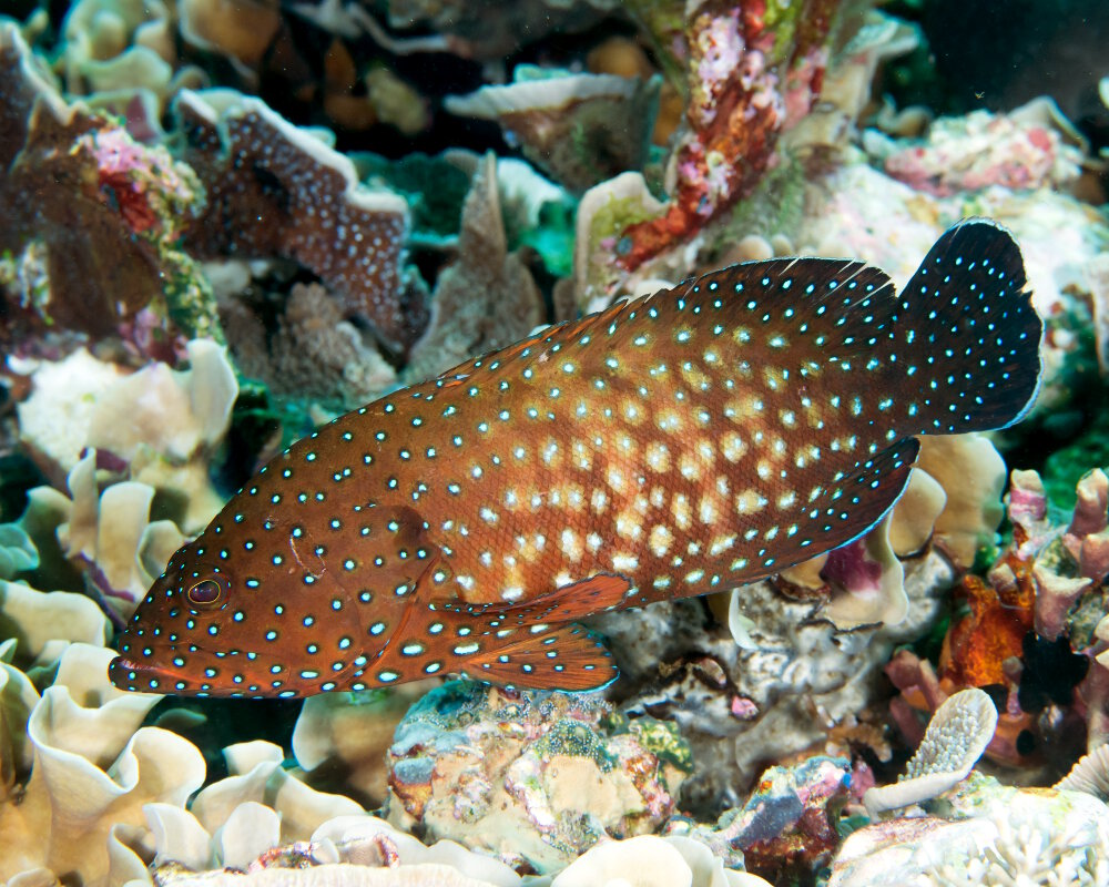 Le mérou à étoiles bleues (Cephalopholis cyanostigma)