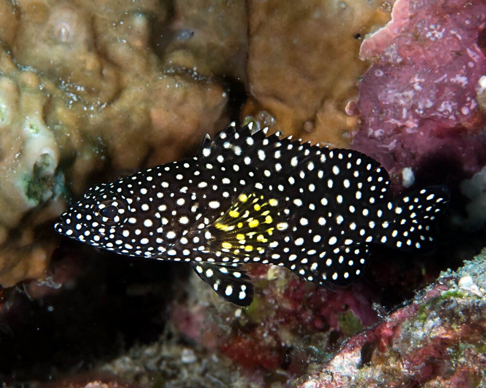 Le mérou à flocons (Epinephelus ongus)