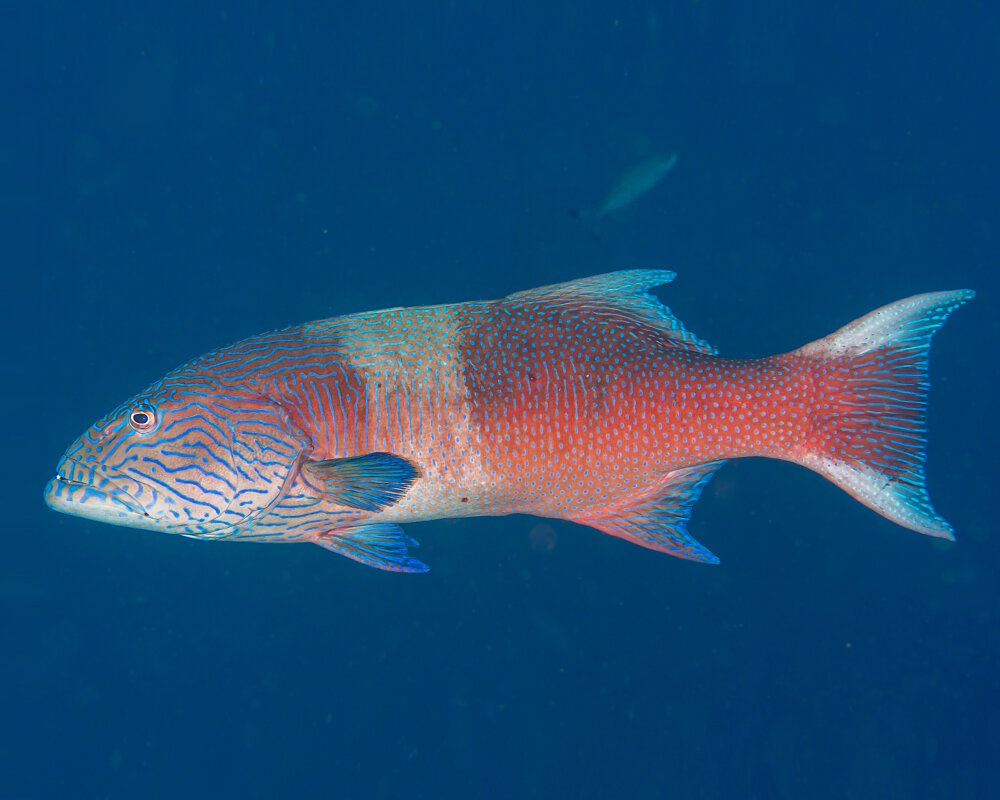 Le mérou à lignes bleues (Plectropomus oligacanthus)