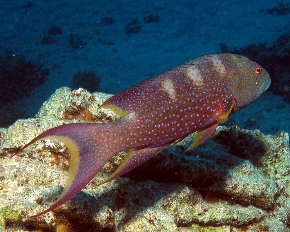 Le mérou croissant de lune (Variola louti)