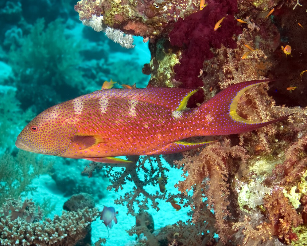 The yellow-edged lyretail (Variola louti)