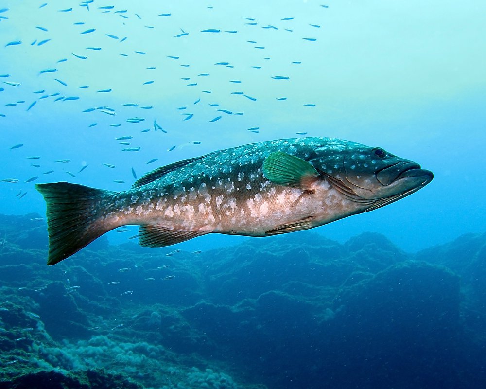 Le mérou des iles (Mycteroperca fusca)