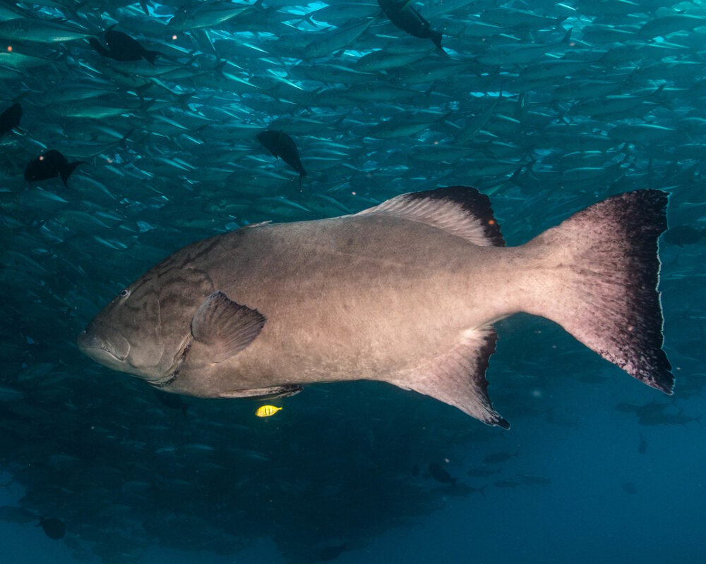 Le mérou du golfe (Mycteroperca jordani)