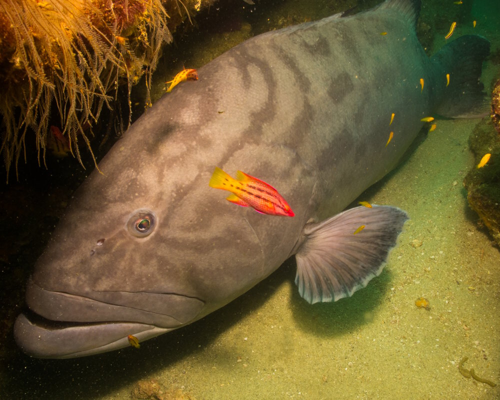 Le mérou du golfe (Mycteroperca jordani)