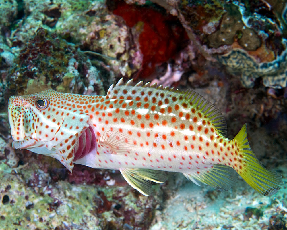 Le mérou élégant (Anyperodon leucogrammicus)