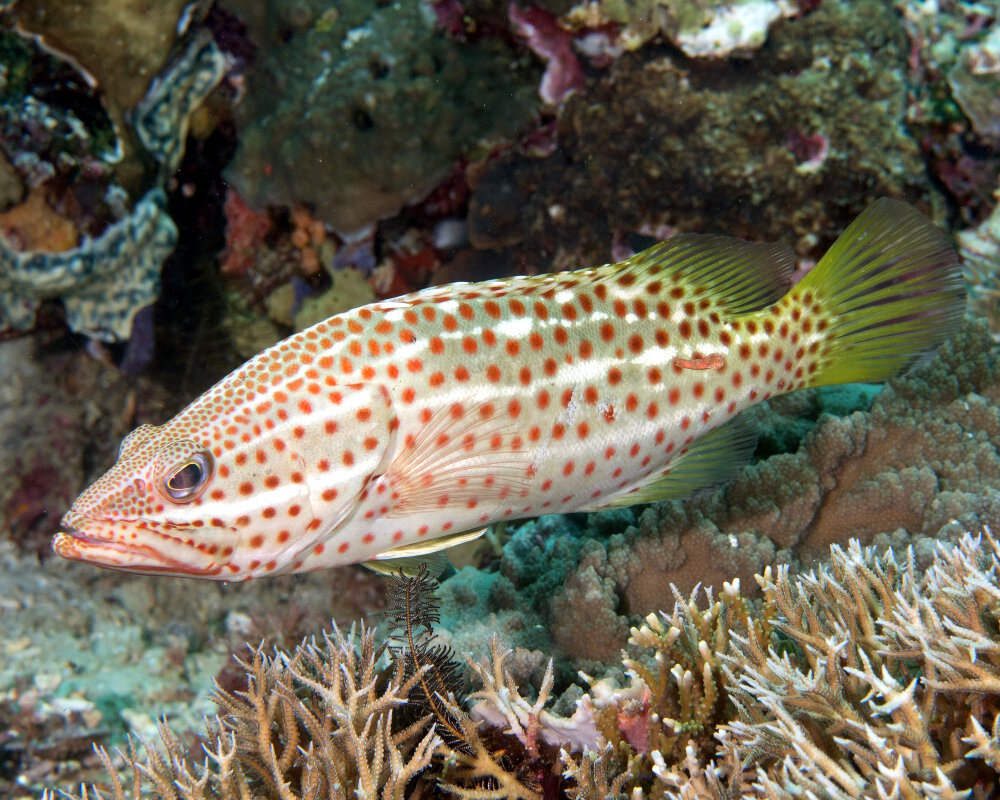 Le mérou élégant (Anyperodon leucogrammicus)