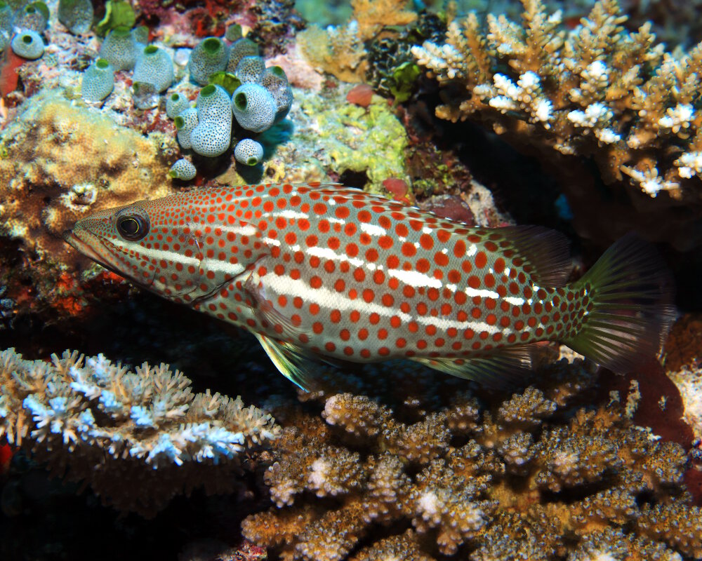 Le mérou élégant (Anyperodon leucogrammicus)