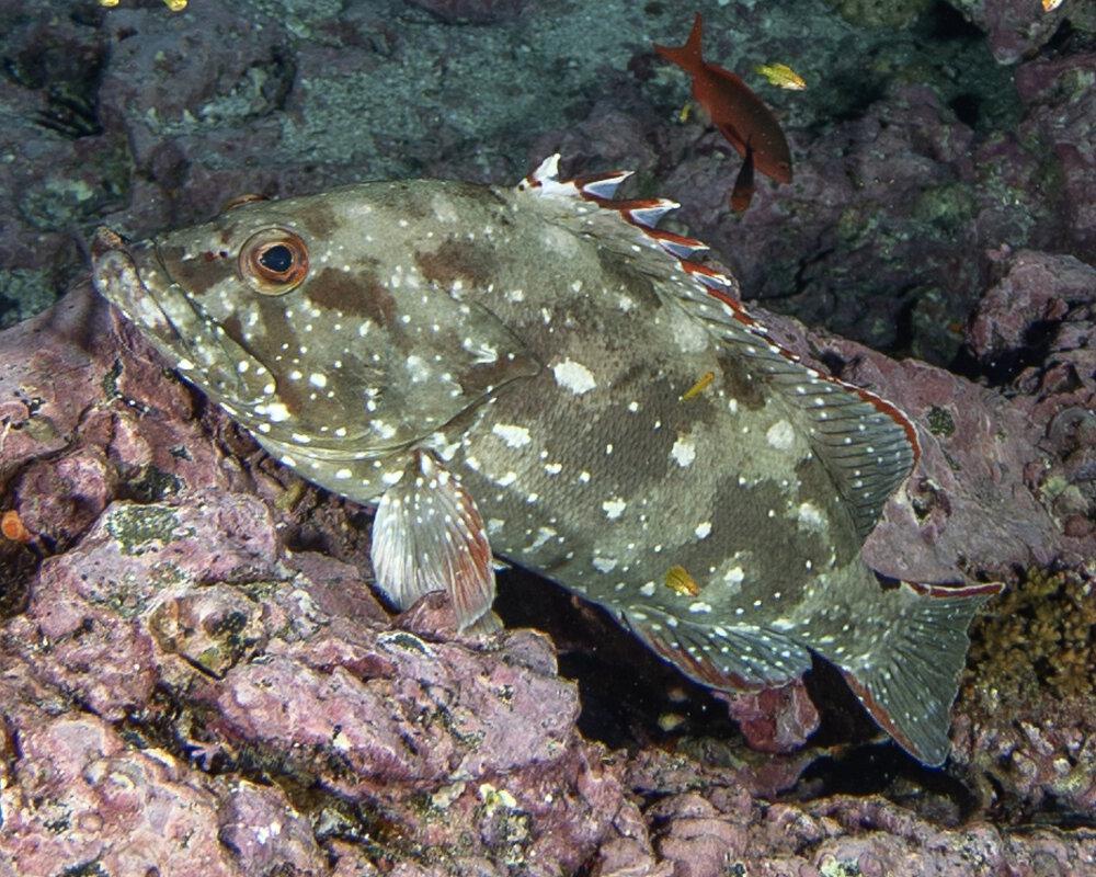 Le mérou étoile (Epinephelus labriformis)