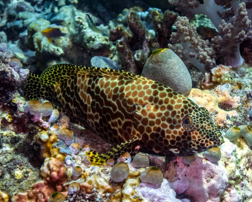Le mérou gâteau de cire (Epinephelus merra)