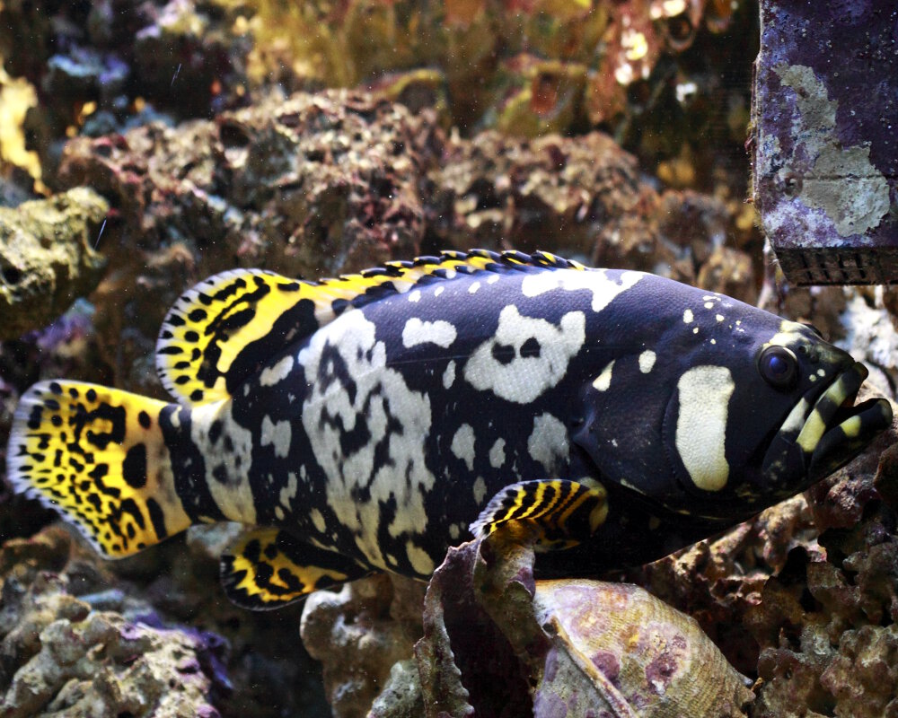 Le mérou géant (Epinephelus lanceolatus)