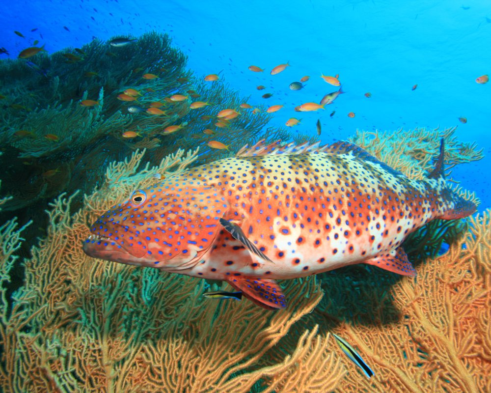 Le mérou-loche vagabonde (Plectropomus pessuliferus)