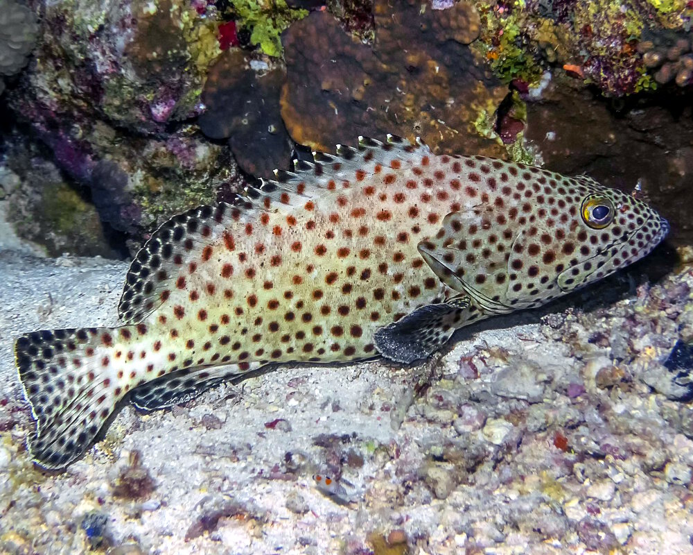 Le mérou loutre (Epinephelus tauvina)