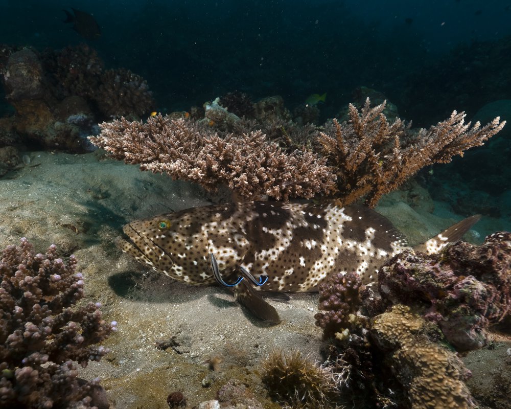 Le mérou marbré marron (Epinephelus fuscoguttatus)