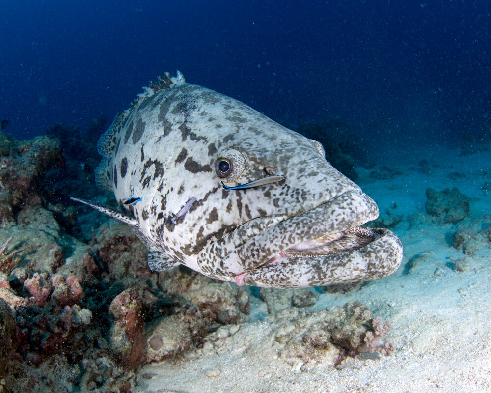 Le mérou patate (Epinephelus tukula) sur la Grande Barrière de Corail en Australie