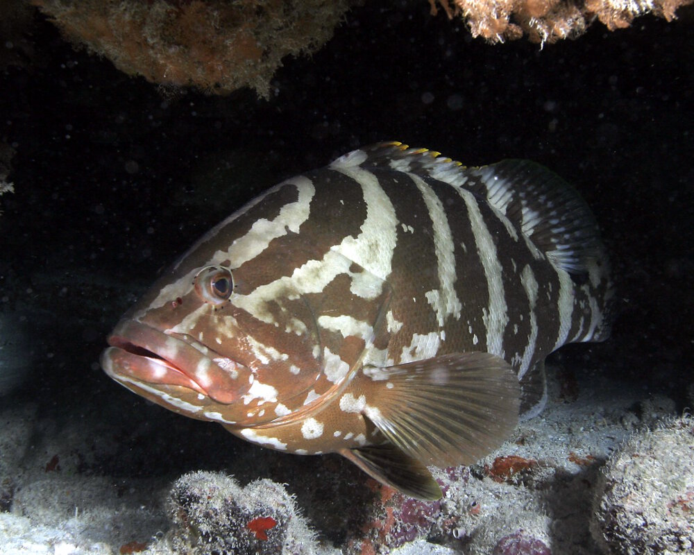 Le mérou rayé (Epinephelus striatus)