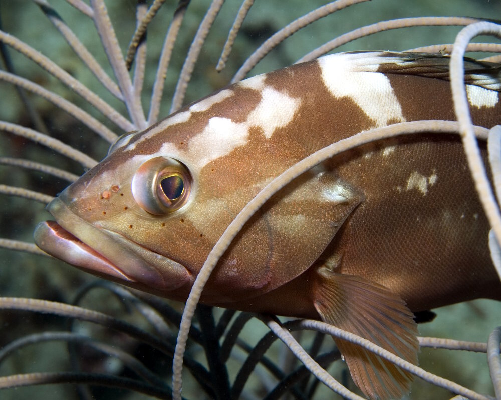 Portrait du mérou rouge (Epinephelus morio)