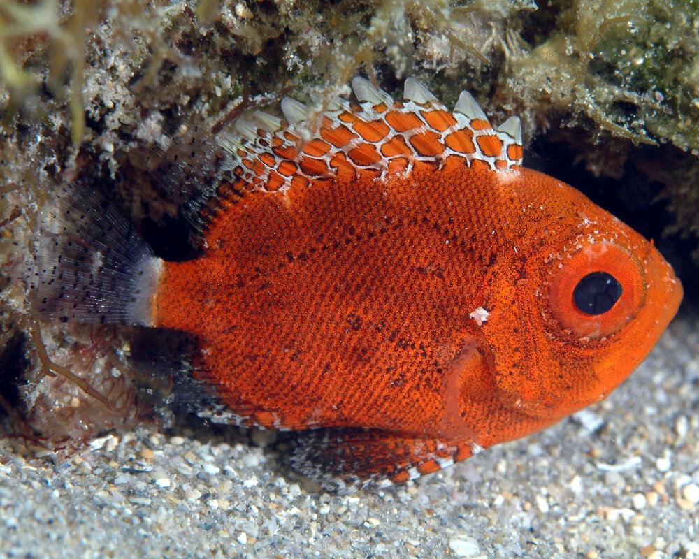 The short bigeye (Pristigenys alta)