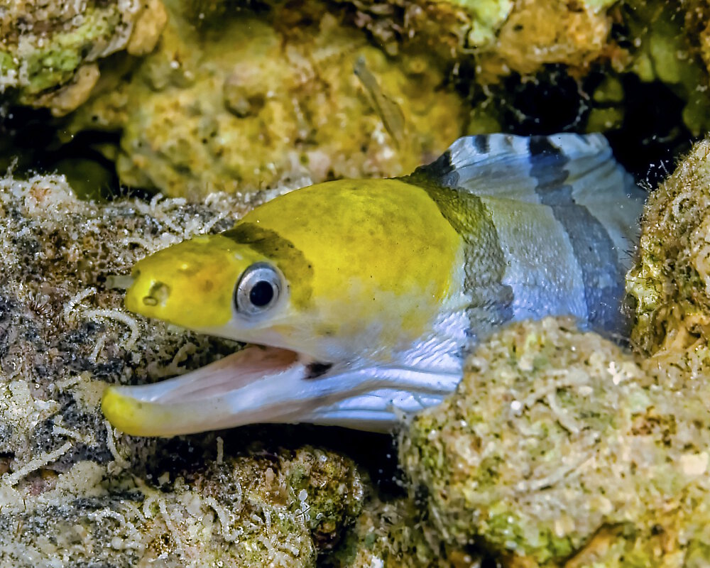 La murène à bandes brunes (Gymnothorax rueppelliae)