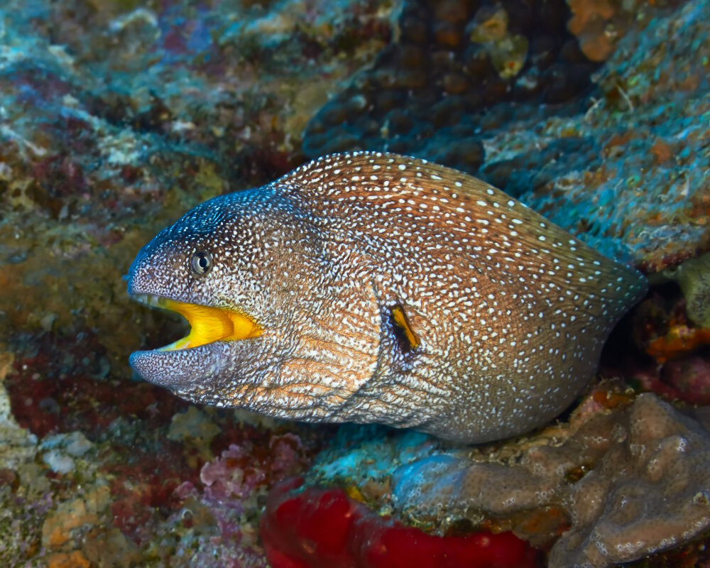 La murène à bouche jaune (Gymnothorax nudivomer)