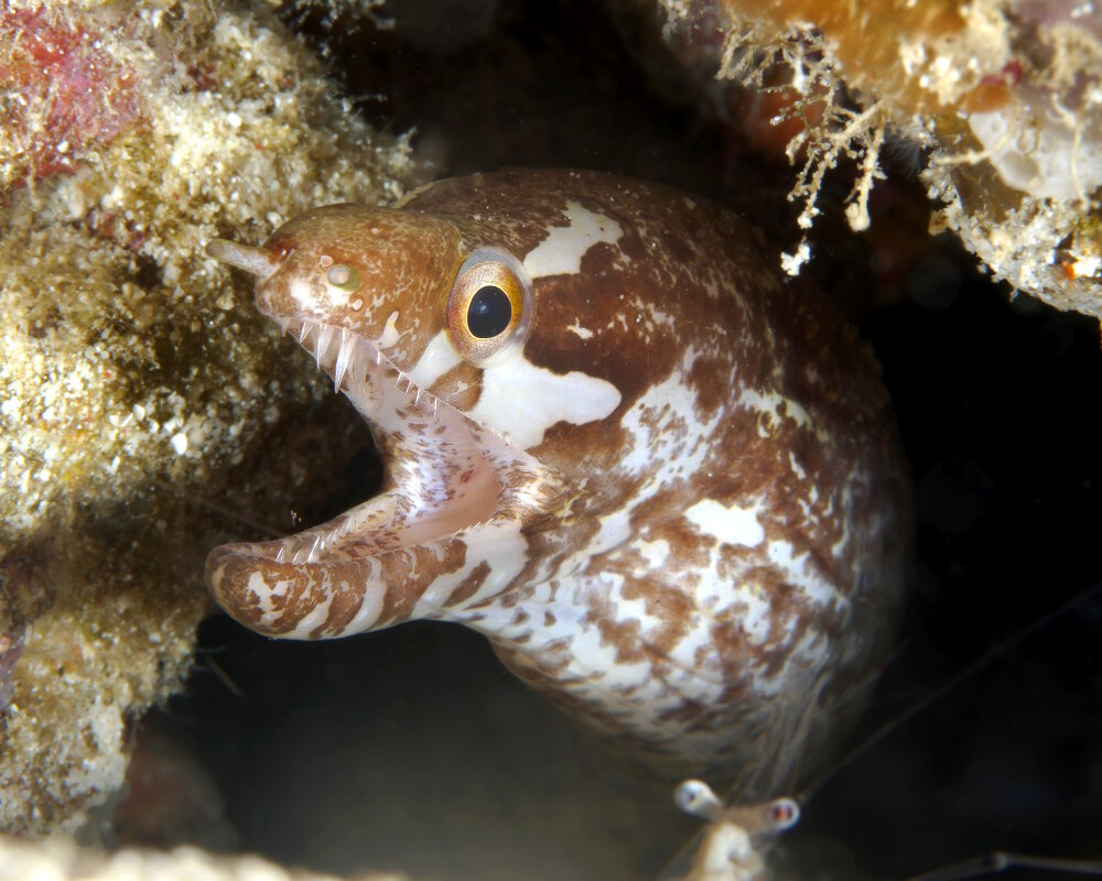 La murène à lèvres tachetées (Gymnothorax chilospilus)