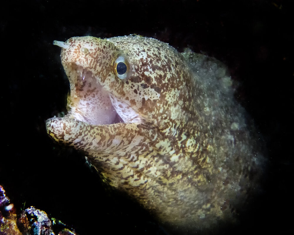 La murène à nageoire rayée (Gymnothorax zonipectis)