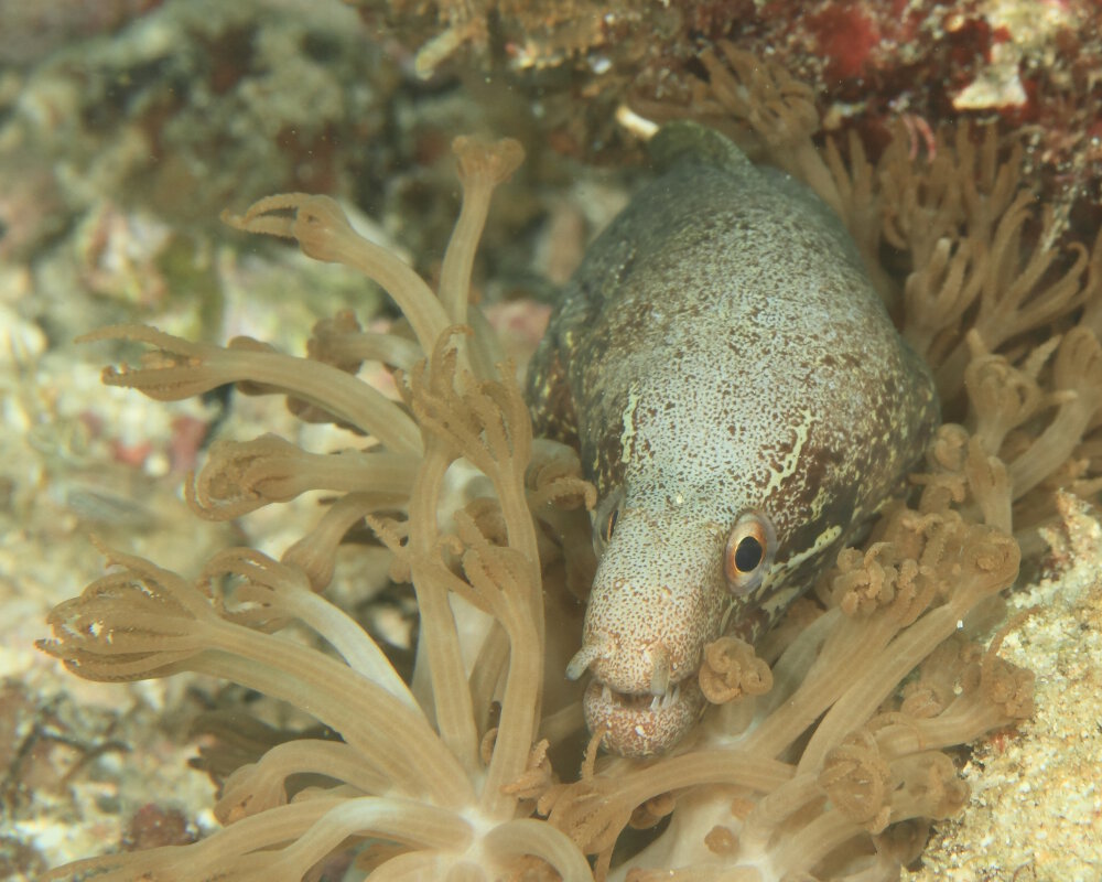 La murène à nageoire rayée (Gymnothorax zonipectis)