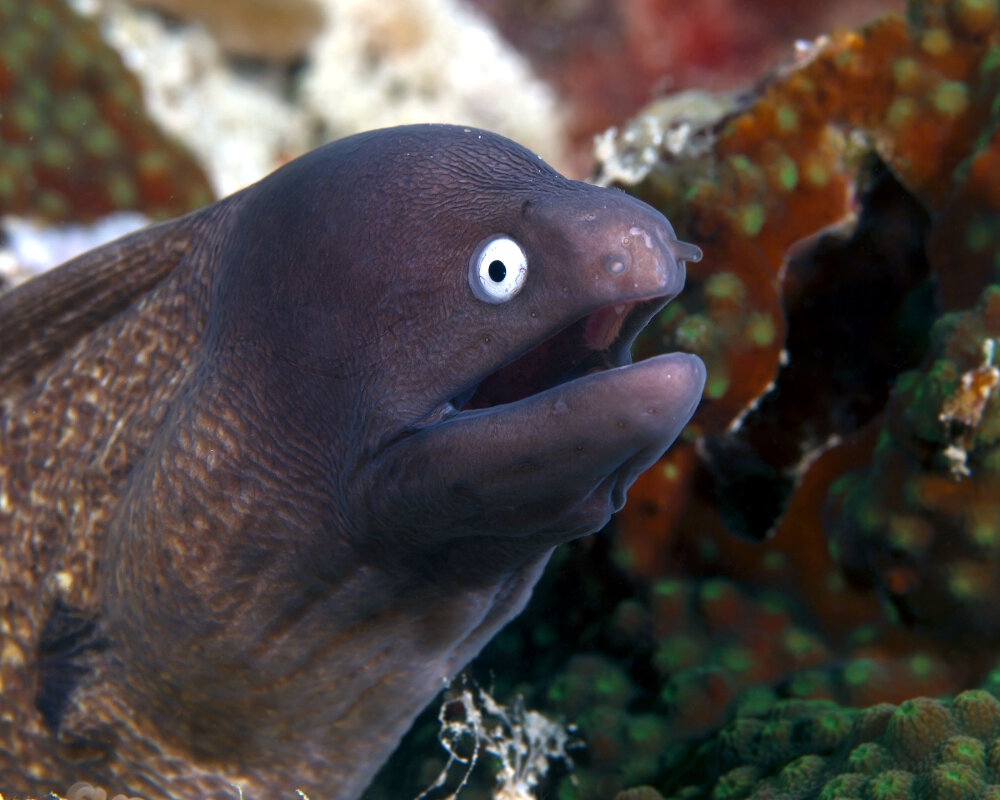 La murène à oeil blanc (Gymnothorax thyrsoideus)