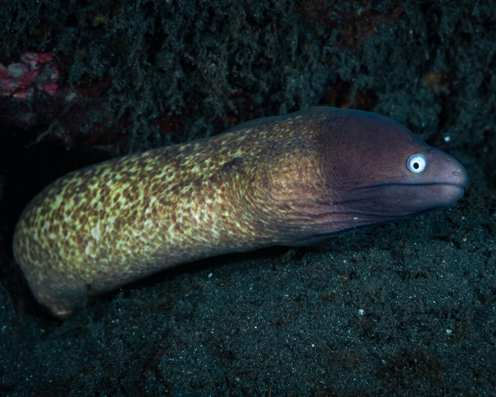 La murène à oeil blanc (Gymnothorax thyrsoideus)