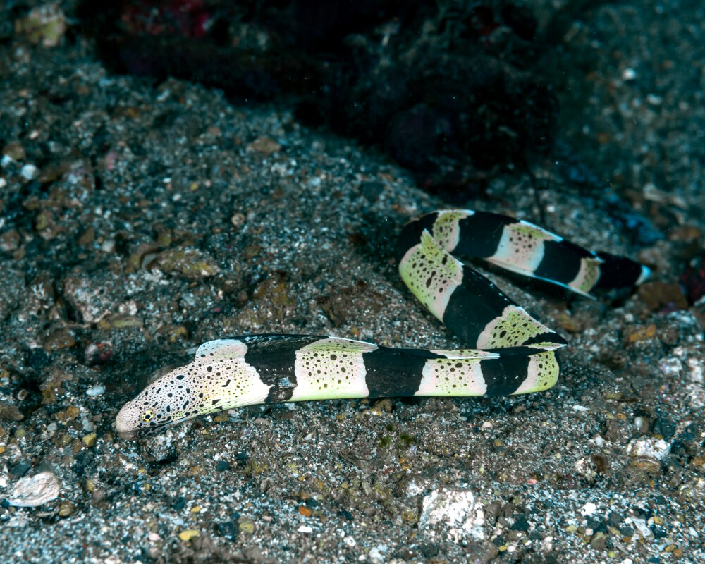 La murène de vase à anneaux noirs (Gymnothorax chlamydatus)